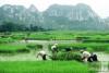 Tam Coc, Ninh Binh