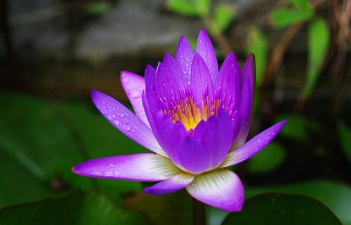 ancien village phuoc tich